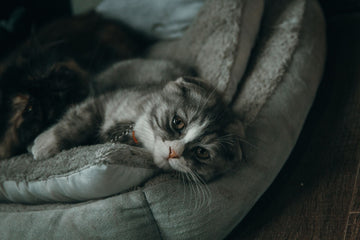 The Secret to Better Sleep for Your Pet: Choosing the Right Bed
