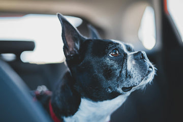 Stress-Free Adventures: Essential Travel Gear Every Pet Parent Needs