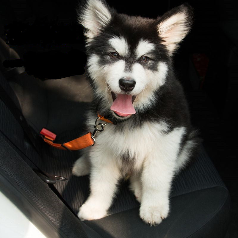 SafeRide™ Car Leash