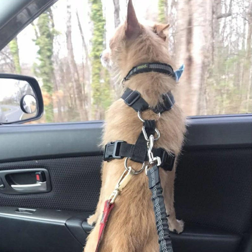 SafeRide™ Car Leash