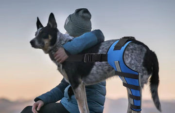 Dog Rear Leg Support Brace