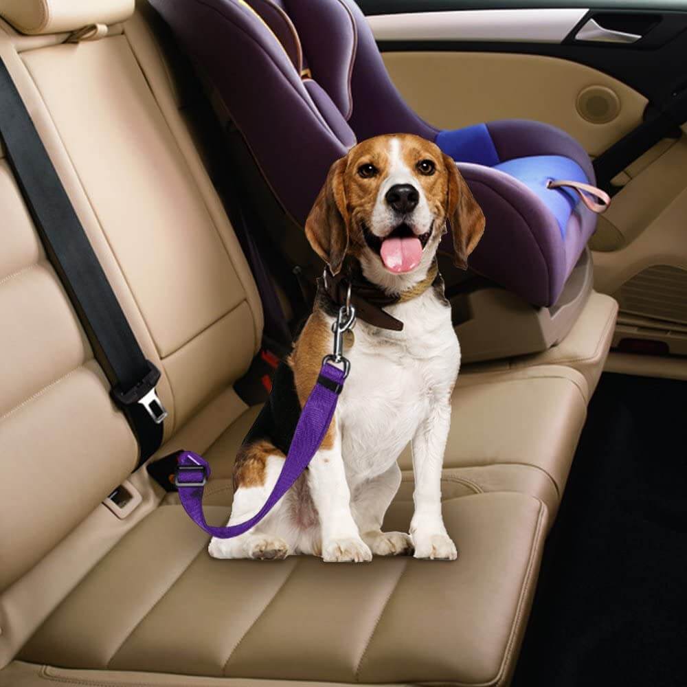 SafeRide™ Car Leash